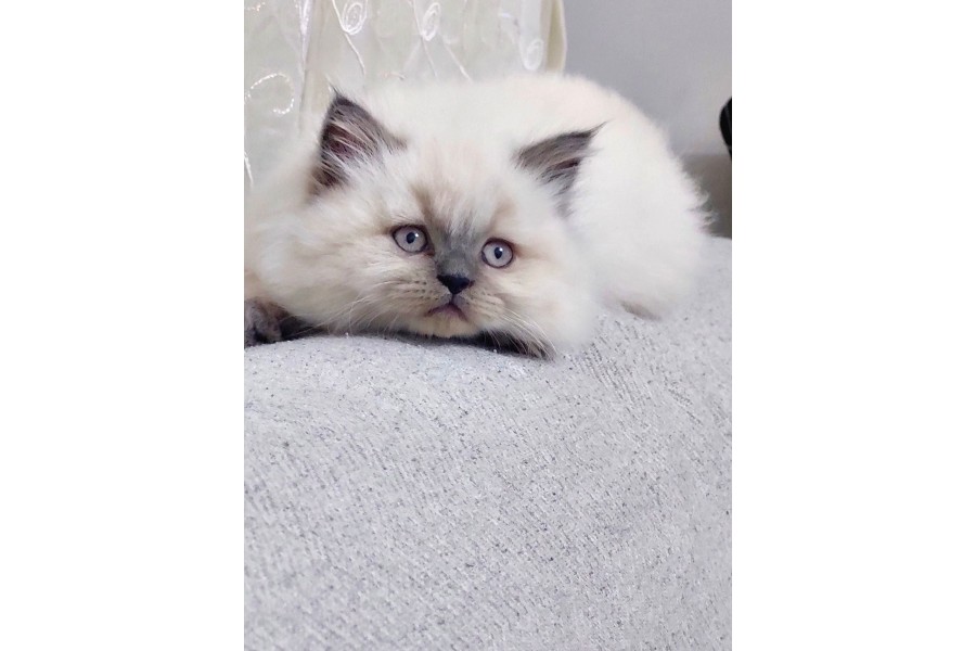 Ayı Surat Maviş Gözlü Top Kafa British Shorthair Blue Point Yavru Fiyat