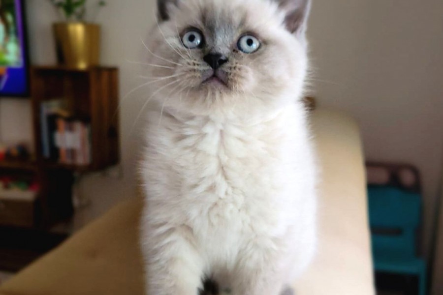 Koca Kafa Ayı Surat Top Kafa A Kalite British Shorthair Blue Point