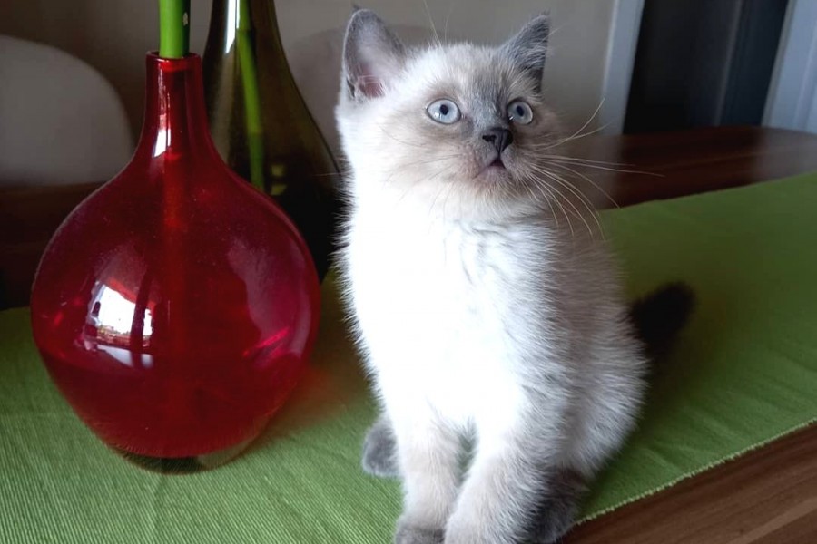 Ayı surat a kalite koca kafa British Shorthair Blue Point minik erkek