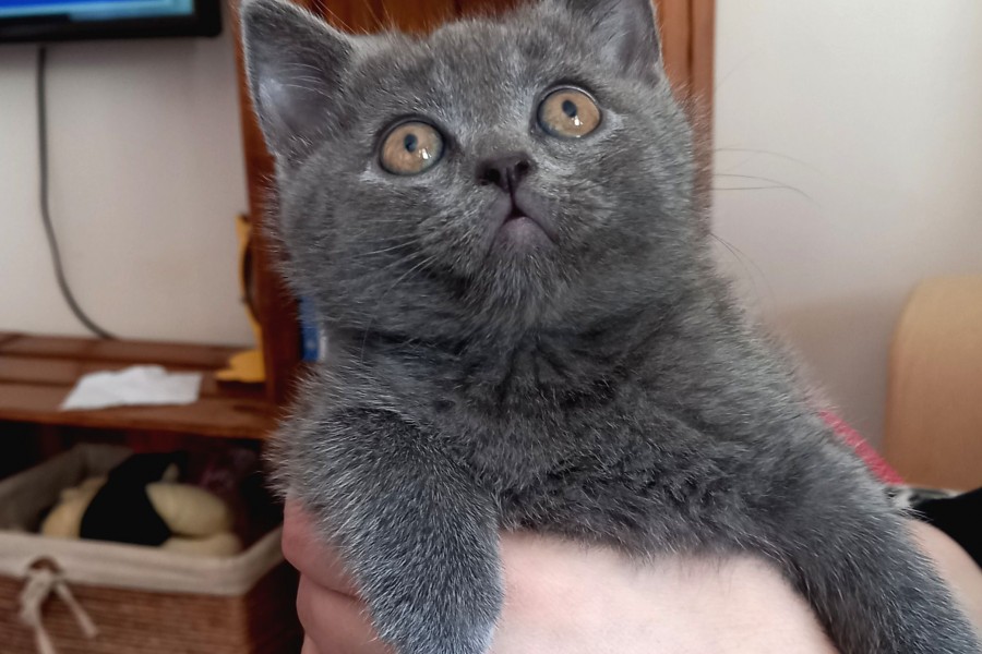 A Kalite Koca Kafa Ayı Surat British Shorthair Gri Dişi Yavru Kedi