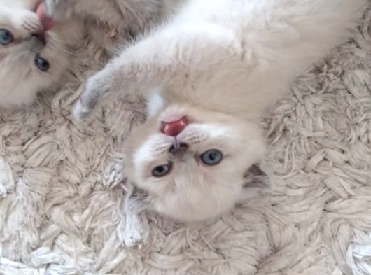 Sıfır Kulak A Kalite Top Kafa Scottish Fold Blue Point Yavru Kedi Fiyat