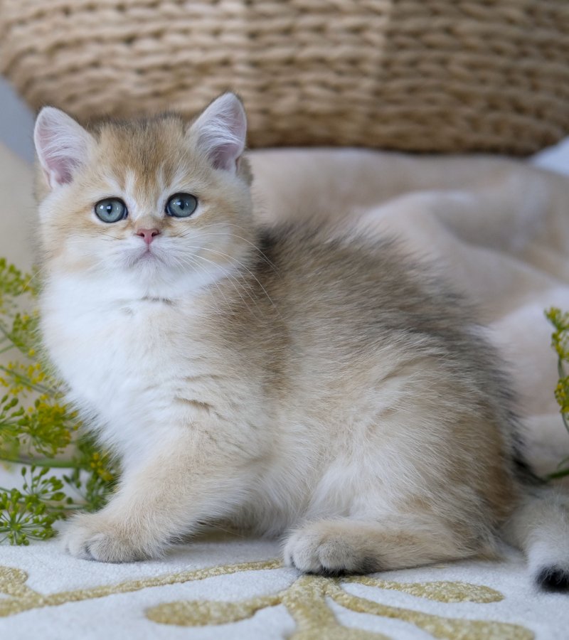 Kedi Severlerin Vazgeçilmezi British Shorthair Yavru Kedilerimizle