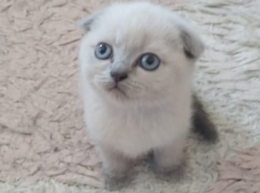 D Nya Tatl S Di I Scottish Fold Petara Evcil Hayvan Sahiplendirme