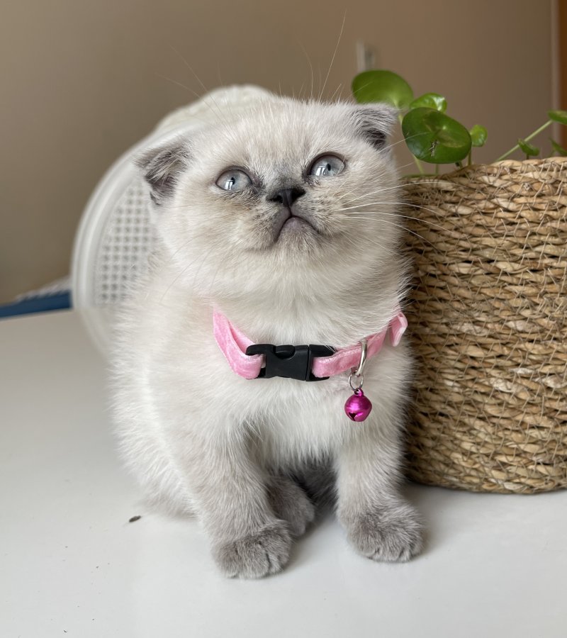 Scottish Fold Blue Point Yavrumuz Petara Evcil Hayvan Sahiplendirme