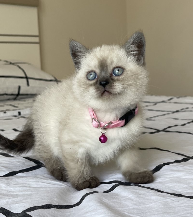 Dişi Erkek British Shorthair Blue Point Yavrular Petara Evcil