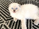 Scottish Fold Blue Point