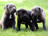 Safkan Cane corso yavrular Sahiplenme / Sahiplendirme 