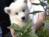 Safkan Samoyed yavru sahiplenme / sahiplendirme 