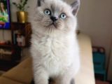 Ayı Surat A Kalite Koca Kafa British Shorthair Blue Point Yavru Kedi Fiyat Sahiplenme Sahiplendirme Ankara