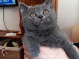 Ayı Surat A Kalite Koca Kafa British Shorthair Blue Yavru Fiyat Sahiplenme Sahiplendirme Ankara