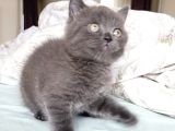 Safkan Kalite Koca Kafa Ayı Surat British Shorthair Blue Yavru Kedi Fiyat Sahiplenme Sahiplendirme Ankara