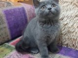 Safkan Ayı Surat Kalite Koca Kafa British Shorthair Blue Erkek Yavru Kedi Fiyat Sahiplenme Sahiplendirme Ankara