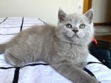 Ayı Surat A Kalite British Shorthair Lilac Yavru Fiyat Sahiplenme Sahiplendirme Ankara