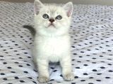 A Kalite Safkan Koca Kafa Ayı Surat British Shorthair Lynx Point Yavru Dişi Fiyat Sahiplenme Sahiplendirme Ankara