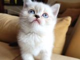 Safkan Ayı Surat Top Kafa A Kalite British Shorthair Lynx Point Yavru Kedi Fiyat Sahiplenme Sahiplendirme Ankara