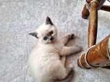 Koca Kafa Ayı Surat A Kalite Top Kafa British Shorthair Blue Point Yavru Fiyat Sahiplenme Sahiplendirme İzmir