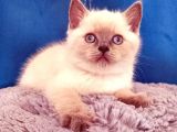 Ayı Surat A Kalite Koca Kafa British Shorthair Blue Point Yavru Fiyat Sahiplenme Sahiplendirme İzmir