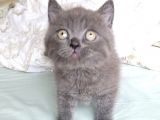 Ayı Surat A Kalite British Shorthair Gri Yavru Fiyat Sahiplenme Sahiplendirme İzmir