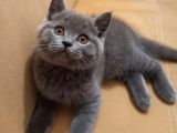 Ayı Surat A Kalite British Shorthair Gri Yavru Fiyat Sahiplenme Sahiplendirme