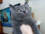 A Kalite Ayı Surat British Shorthair Blue Erkek Yavru Fiyat Sahiplenme Sahiplendirme Ankara