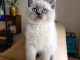 A Kalite Ayı Surat Koca Kafa British Shorthair Blue Point Erkek Yavru Kedi Fiyat Sahiplenme Sahiplendirme Bursa