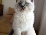 Koca Kafa A Kalite Ayı Surat British Shorthair Blue Point Erkek Yavru Kedi Fiyat Sahiplenme Sahiplendirme Bursa