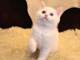 A Kalite Ayı Surat Koca Kafa British Shorthair Beyaz ODD Eyes Yavru Kedi Fiyat Sahiplenme Sahiplendirme Kocaeli