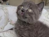 Ayı Surat A Kalite British Shorthair Gri Yavru Kedi Fiyat Sahiplenme Sahiplendirme Kocaeli