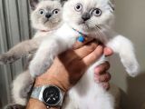 A Kalite Ayı Surat Koca Kafa British Shorthair Sıfır Kulak Scottish Fold Blue Point Yavru Kedi Fiyat Sahiplenme Sahiplendirme Kocaeli