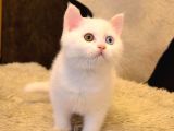 Ayı Surat A Kalite British Shorthair Beyaz ODD Eyes Erkek Yavru Kedi Fiyat Sahiplenme Sahiplendirme Edirne