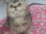 Ayı Surat A Kalite British Shorthair Black Golden Yavru Kedi Fiyat Sahiplenme Sahiplendirme Edirne