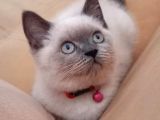 A Kalite Koca Kafa Ayı Surat British Shorthair Blue Point Dişi Yavru Kedi Fiyat Sahiplenme Sahiplendirme Edirne