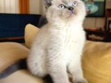 Koca Kafa A Kalite Ayı Surat British Shorthair Blue Point Dişi Yavru Kedi Fiyat Sahiplenme Sahiplendirme Edirne