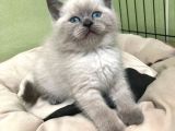 Ayı Surat A Kalite British Shorthair Blue Point Erkek Yavru Kedi Fiyat Sahiplenme Sahiplendirme Edirne