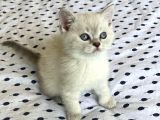 A Kalite Ayı Surat British Shorthair Lynx Point Erkek Yavru Kedi Fiyat Sahiplenme Sahiplendirme Edirne