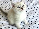 A Kalite Koca Kafa Ayı Surat British Shorthair Lynx Point Dişi Yavru Kedi Fiyat Sahiplenme Sahiplendirme Edirne