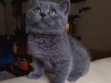 A Kalite Ayı Surat British Shorthair Gri Dişi Yavru Kedi Fiyat Sahiplenme Sahiplendirme Aydın