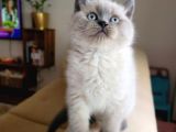 A Kalite Koca Kafa Ayı Surat British Shorthair Blue Point Erkek Yavru Kedi Fiyat Sahiplenme Sahiplendirme İzmir Karşıyaka