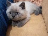 Koca Kafa A Kalite Ayı Surat British Shorthair Blue Point Yavru Dişi Kedi Fiyat Sahiplenme Sahiplendirme İzmir Karşıyaka