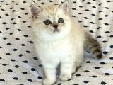 Ayı surat a kalite koca kafa British Shorthair Lynx Point minik dişi yavru kedi fiyat sahiplenme sahiplendirme İzmir