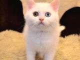 A Kalite Ayı Surat British Shorthair Beyaz ODD Eyes Yavru Kedi Fiyat Sahiplenme Sahiplendirme Adıyaman