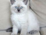 Ayı Surat A Kalite British Shorthair Blue Point Dişi Yavru Kedi Fiyat Sahiplenme Sahiplendirme Adıyaman