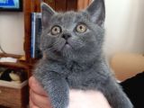 A Kalite Koca Kafa Ayı Surat British Shorthair Gri Yavru Kedi Fiyat Sahiplenme Sahiplendirme Adıyaman