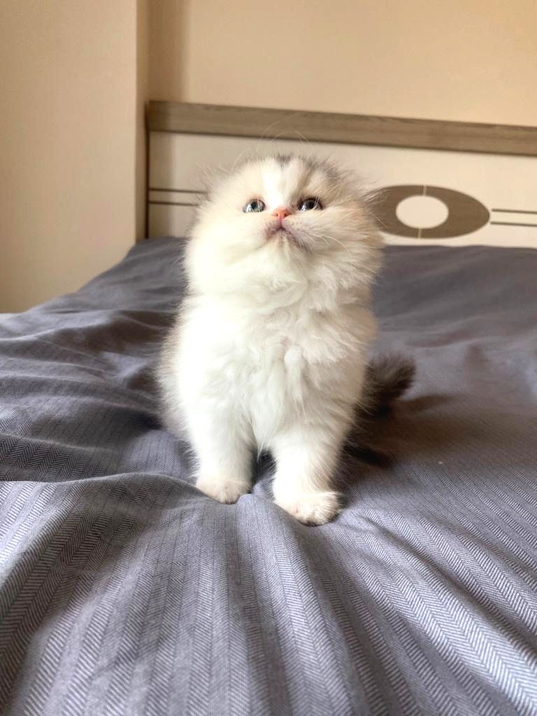 S F R Kulak A Kalite Top Kafa Scottish Fold Calico Tricolor Erkek Yavru Kedi Fiyat Sahiplenme