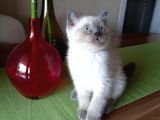 A Kalite Ayı Surat Koca Kafa British Shorthair Blue Point Dişi Yavru Kedi Fiyat Sahiplenme Sahiplendirme Ağrıı