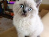 Ayı Surat A Kalite Koca Kafa British Shorthair Blue Point Yavru Kedi Fiyat Sahiplenme Sahiplendirme Ağrıı