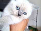 A Kalite Ayı Surat Koca Kafa British Shorthair Blue Point Dişi Yavru Kedi Fiyat Sahiplenme Sahiplendirme Agrı