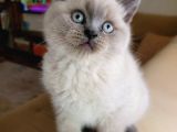 Ayı Surat A Kalite British Shorthair Blue Point Erkek Yavru Kedi Fiyat Sahiplenme Sahiplendirme Ağrıı