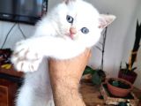 Ayı Surat A Kalite British Shorthair Red Point Yavru Kedi Fiyat Sahiplenme Sahiplendirme Agrı