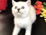 Ayı Surat A Kalite British Shorthair Silver Yavru Kedi Fiyat Sahiplenme Sahiplendirme Agrı